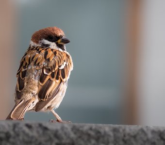 Полевой воробей