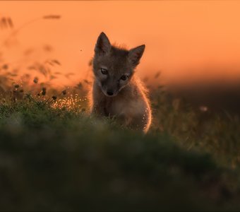 Грусть, печаль ..