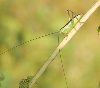 Личинка мечника обыкновенного на таволге вязолистной