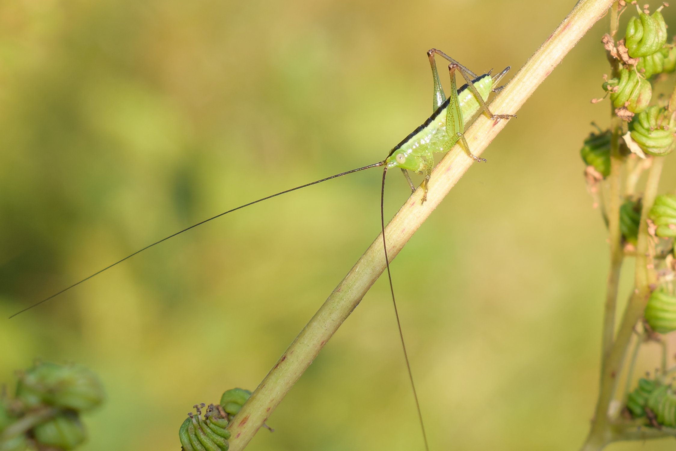 Личинка мечника обыкновенного на таволге вязолистной