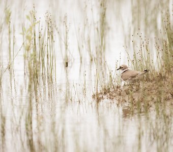 Малый зуёк на болоте