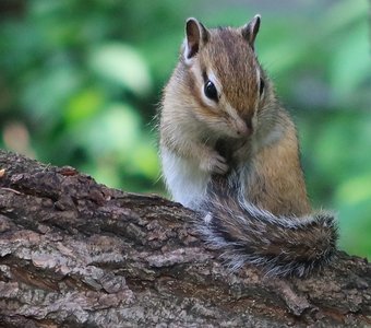 Бурундучок