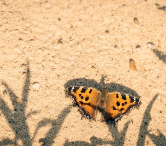 Узоры на песке