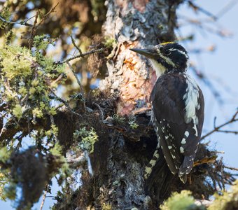 Трёхпалый дятел