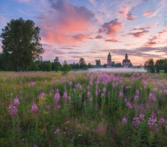 Утро на поле с Иван-чаем