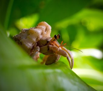 Вперед смотрящий