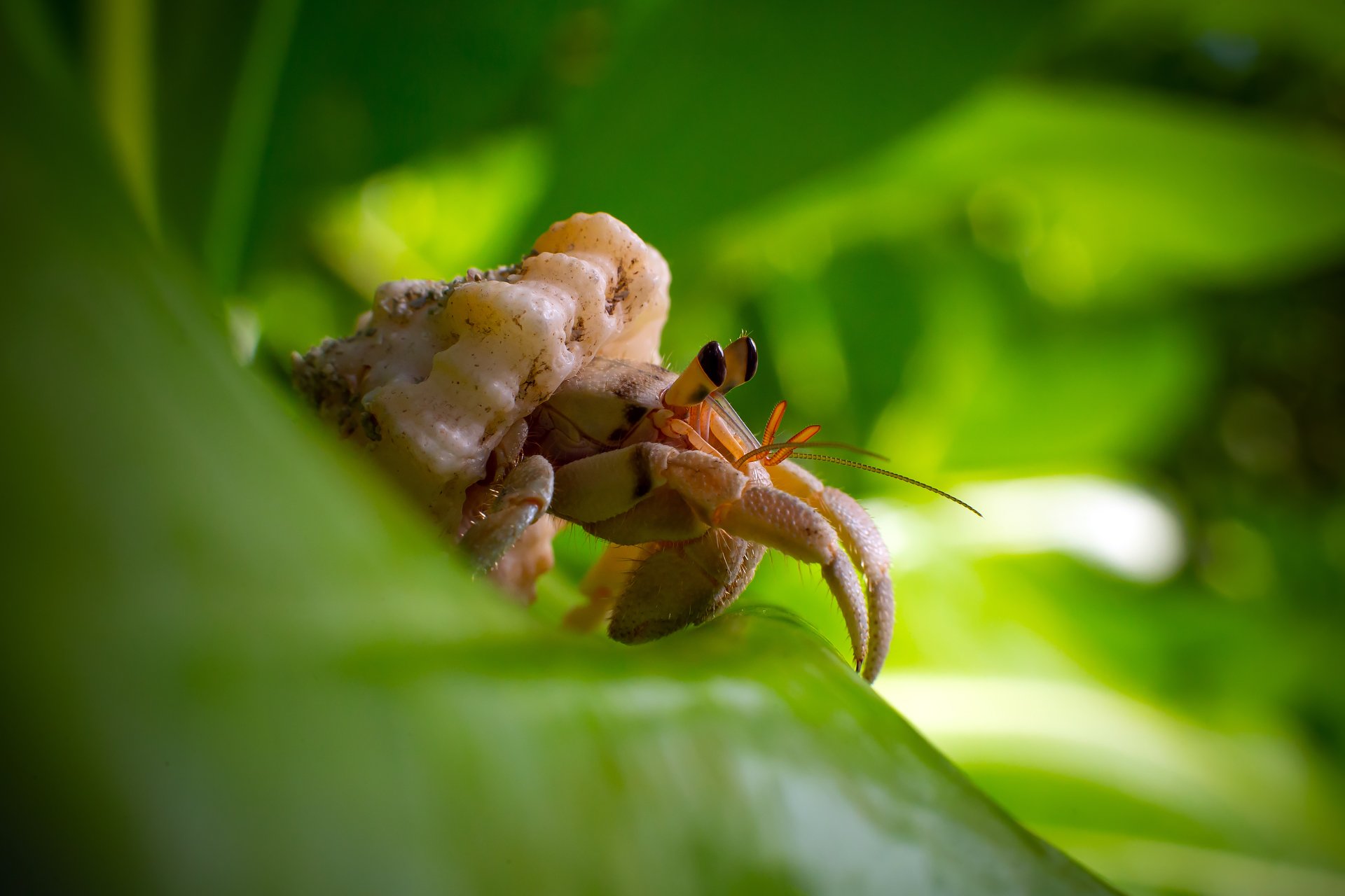Вперед смотрящий