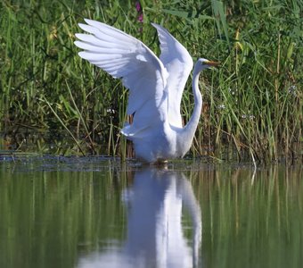 "Лебединое озеро" в исполнении прекрасной белой цапли.