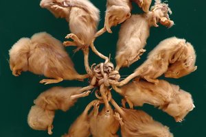 «Крысиный король» – правда или миф?