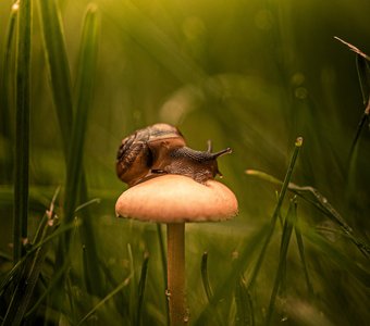 Улитка и гриб