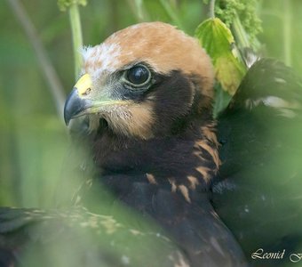 Птичье детство: взгляд из крапивы