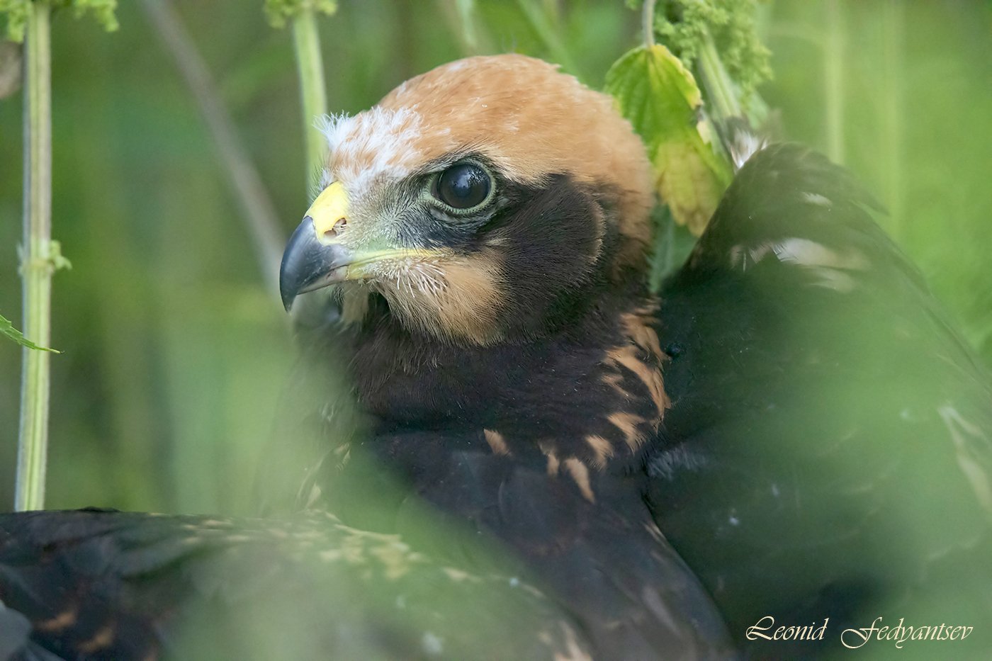 Птичье детство: взгляд из крапивы