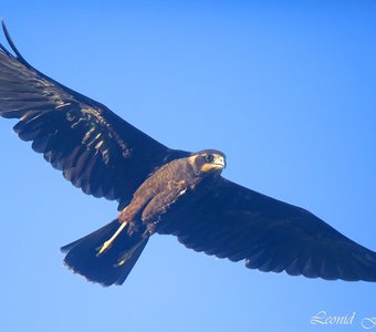Болотная луниха