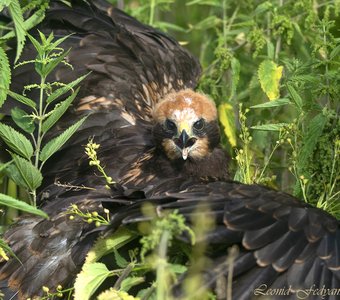 Птичье детство: слёток луня болотного
