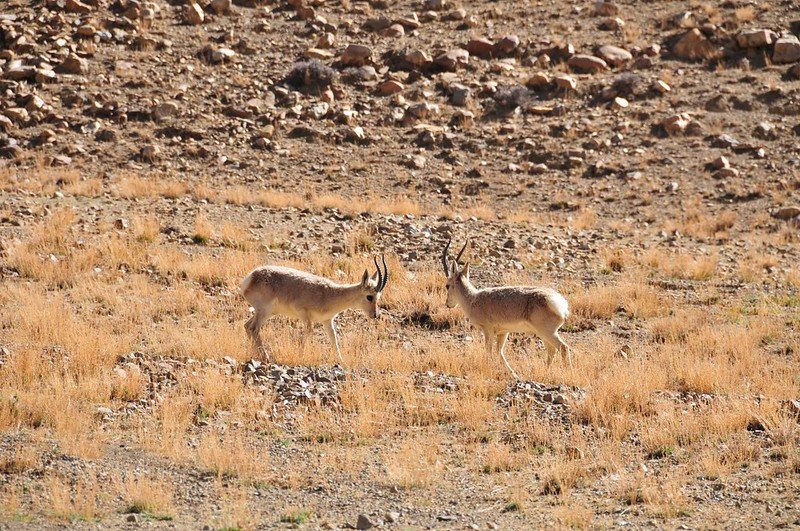 К стаду тибетских антилоп в Китае прибился робот