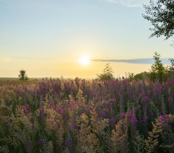 Степной рассвет