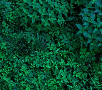 Трава у дома