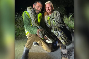 Охотник из США поставил рекорд по добытым питонам