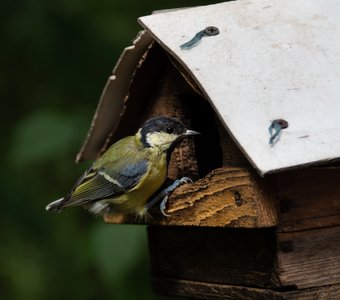 Большая синица