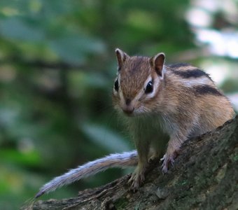 Бурундук на дереве