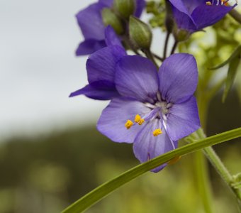 Где-то в поле