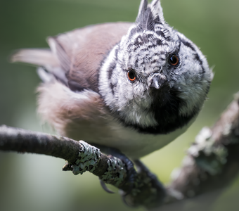 Хохлатая синица (Lophophanes cristatus)