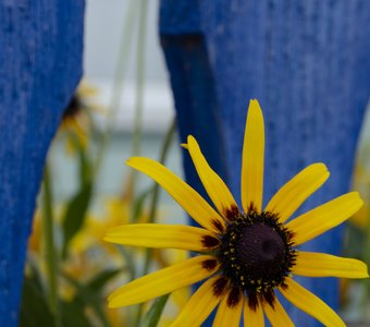 Цвет настроения - желтый на синем