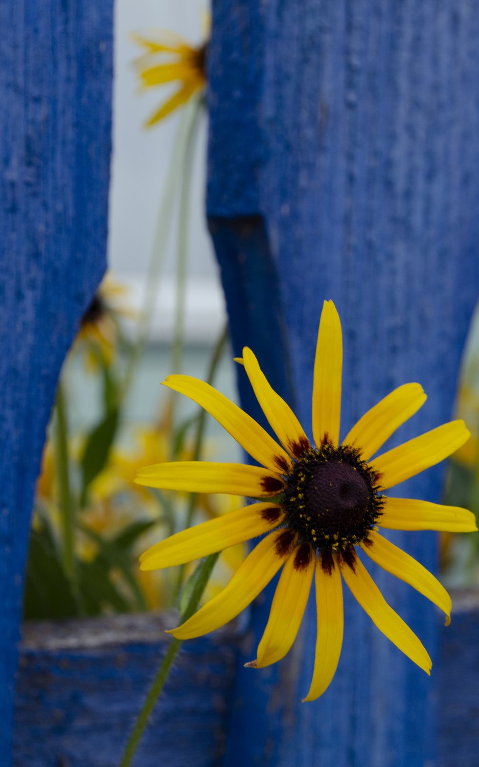 Цвет настроения — желтый на синем