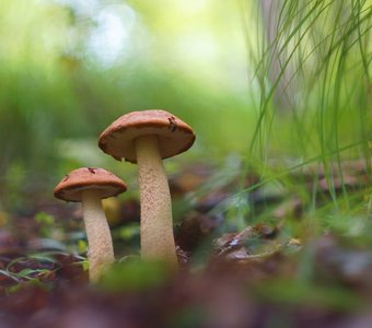 С младшим братом