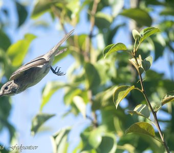 Серая мухоловка на охоте