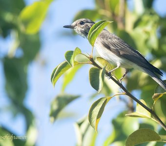 Серая мухоловка на охоте