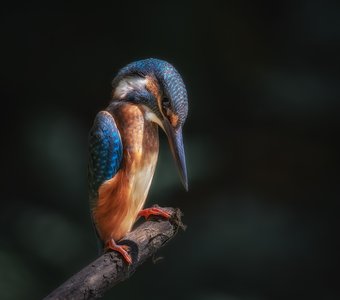 Наблюдающий