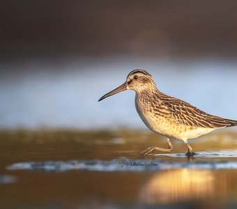 В лучах уходящего дня