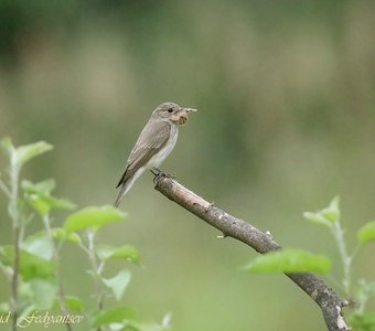Серая мухоловка на охоте (3)