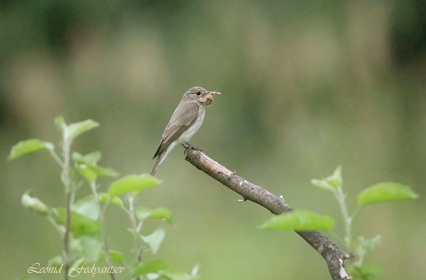 Серая мухоловка на охоте (3)