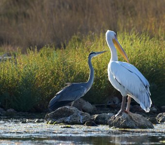 Иди, что-то на ушко скажу