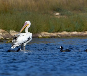 Розовый пеликан