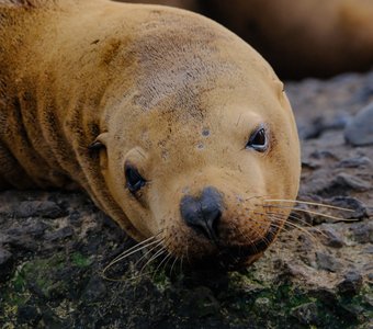Настоящий морской лев