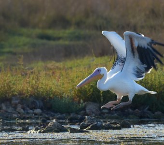 Птеранодон