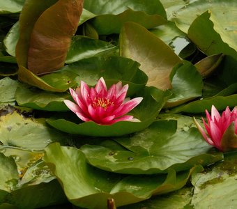 Лето в розовых тонах