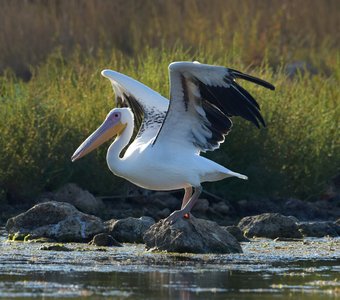 На старт! Внимание!