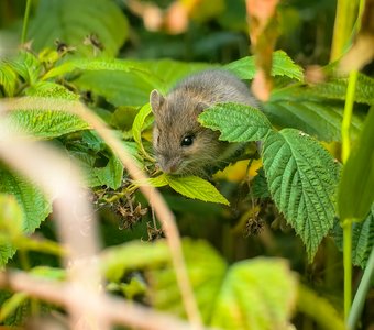 Вот, кто всю малину съел!