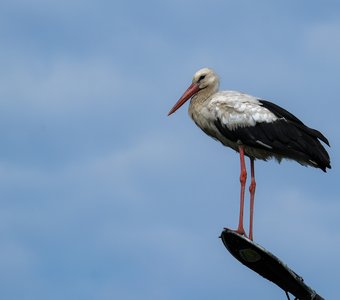 Высоко сижу, далеко гляжу
