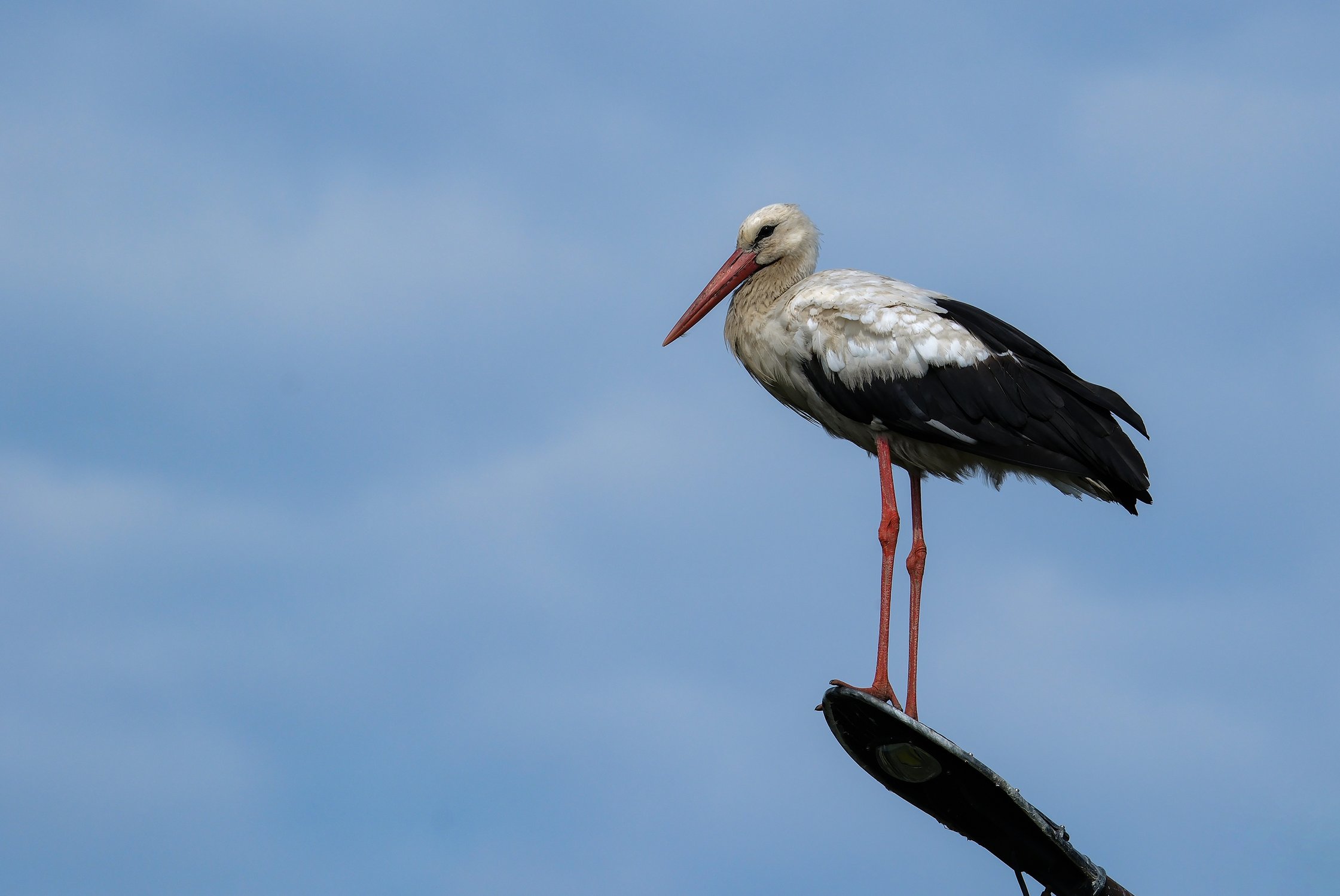 Высоко сижу, далеко гляжу