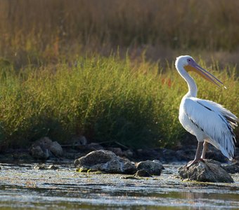 Белое пёрышко