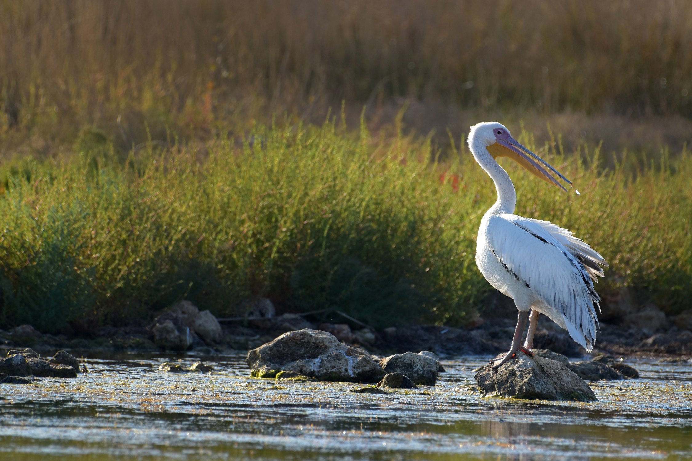 Белое пёрышко