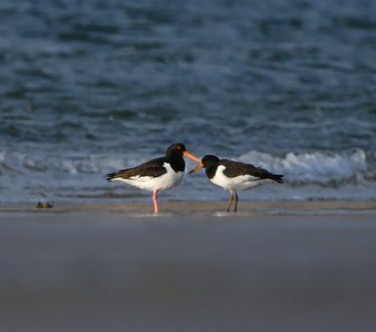 Вместе море по колено