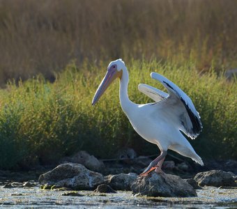 Утончённость