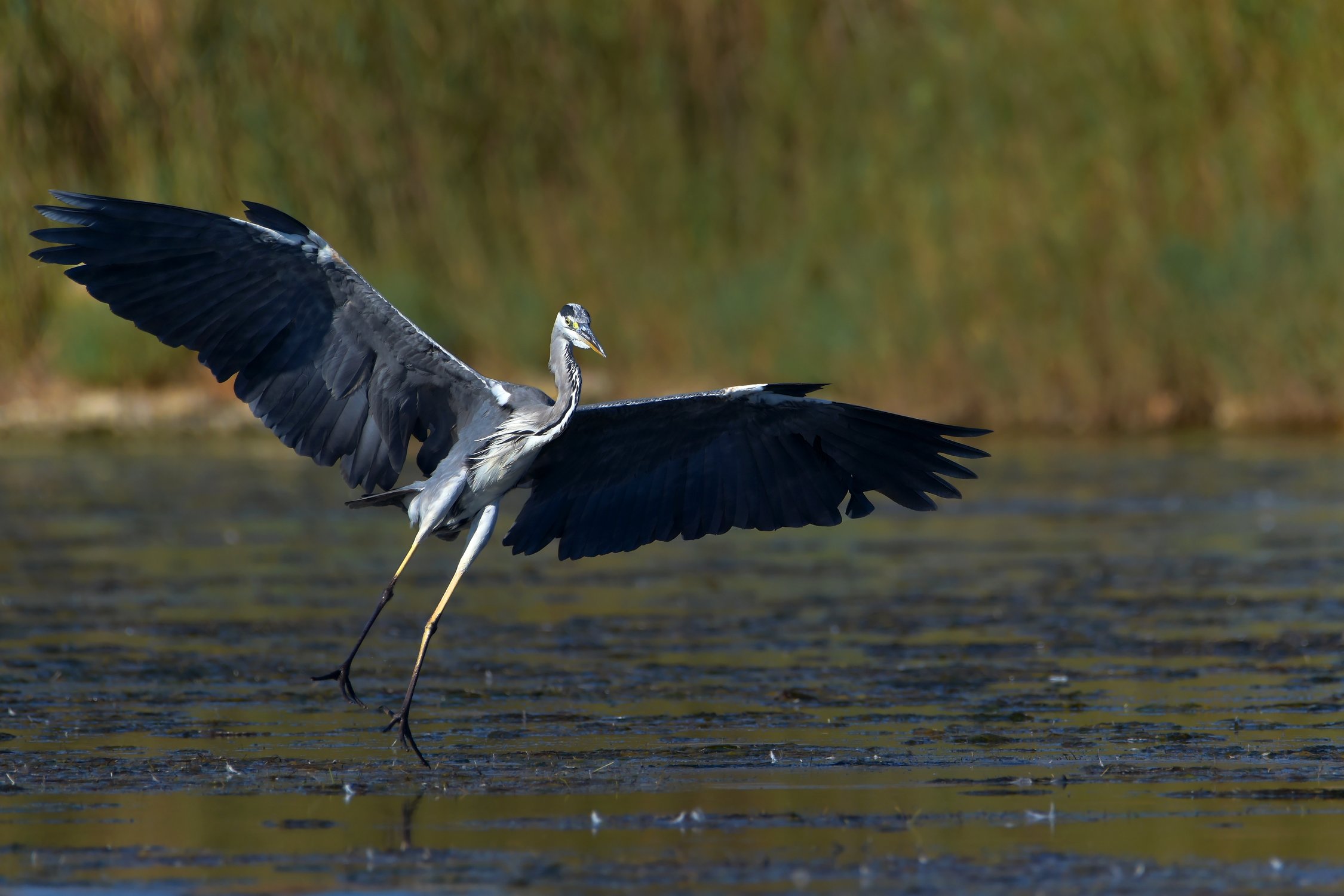 Мастер полёта
