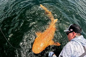 В Коста-Рике поймали уникальную золотую акулу